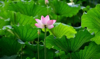 刚种的荷花种子需要浇水吗 荷花种植注意事项须知