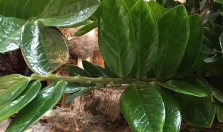 金钱树扦插方法图解 8个步骤可以完成