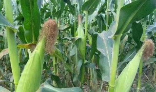 玉米用什么化肥好 教你如何正确种植玉米