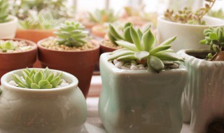 哪些盆栽不能用陶粒 陶粒的作用