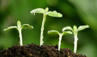 成长蜕变唯美句子 成长就是一个蜕变的过程