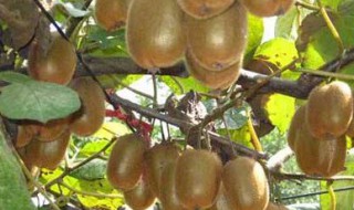 清洗猕猴桃的方法 怎么洗猕猴桃