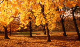 草木灰如何做有机肥料 草木灰如何使用