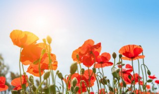 光鲜背后的心酸得句子 光鲜背后的心酸得句子精选