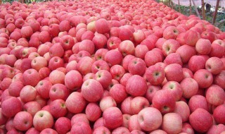 苹果冬季栽培方法 苹果冬季栽培技术