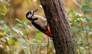 益鸟有哪些鸟 益鸟都有哪些