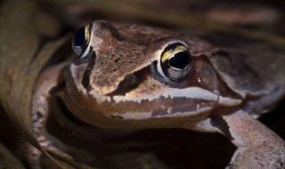 泰蛙养殖方法 泰蛙养殖方法简述