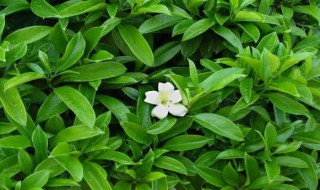 茉莉的修剪方法 茉莉的修剪方法简述