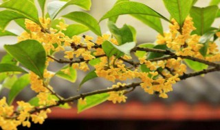 金桂花树的养殖方法 金桂花树的养殖方法简述