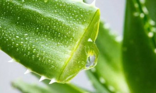 芦荟断头种植方法 芦荟断头如何种植