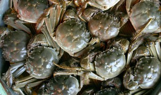 大闸蟹怎么存放在冰箱 需要捆起来吗