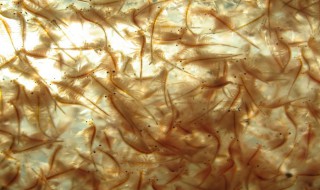 丰年虾怎么孵化 丰年虾孵化解析