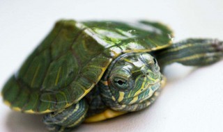 巴西龟的寿命有多长 巴西龟一般能活多久