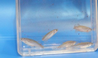 斑马鱼的寿命有多长 斑马鱼可以活多久