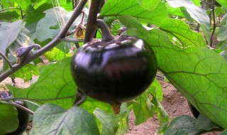 圆茄子的凉拌方法 凉拌圆茄子的做法