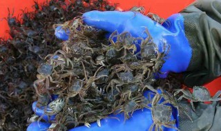 怎么养螃蟹 螃蟹怎么养