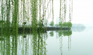 关于柳的句子 描写柳树的句子