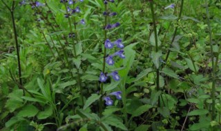 花园里的草怎样做肥料 花园里草做肥料教程