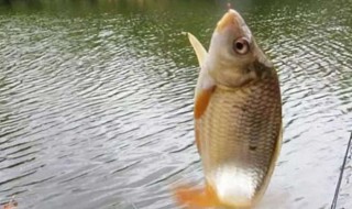 鲫鱼饵怎么做 野钓大鲫鱼饵料的做法