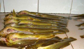 钓黄骨鱼最佳方法 钓鱼的方法介绍