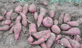 大量白薯保存方法 需要注意什么呢