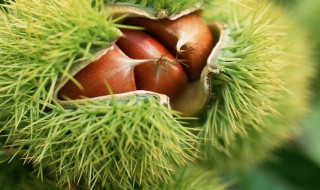 生板栗剥壳有技巧 生板栗剥壳的技巧简述