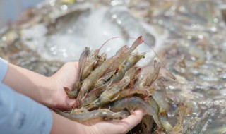虾要怎么洗才干净 虾要怎么处理才干净