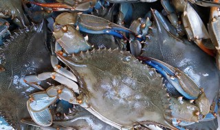 梭子蟹怎么洗才干净 这样清洗最保险