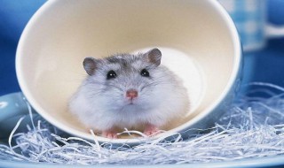 仓鼠木屑多久换一次 仓鼠木屑多久换一次的解析