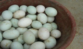 鸭蛋煮多久才熟 鸭蛋煮多久才熟的解析