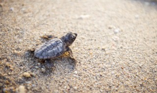 乌龟多久换一次水 小乌龟的水大概多久换一次