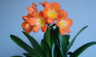 君子兰花怎么养殖方法 如何养殖君子兰花