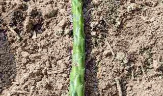 沙漠将军的养殖方法 需要充足的阳光吗