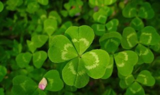四叶草种子种植方法 四叶草种子种植方法是什么