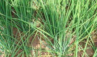 小葱种子种植方法 小葱种子怎么种植方法
