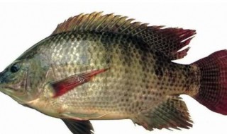 罗非鱼吃什么 罗非鱼主食是什么