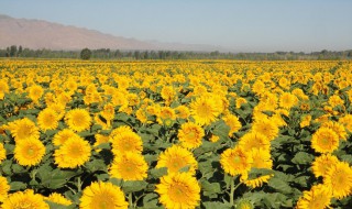 向日葵的种植方法和和管理 种子需要怎么准备呢