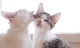 猫咪互相舔毛是啥意思 你了解过猫咪这一习性吗
