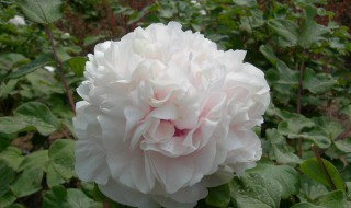 金桂什么成语 有这样的成语吗