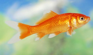 人生像鱼的句子 人生像鱼的句子列述