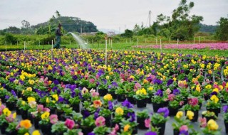 花卉栽培主要步骤 盆栽花卉栽培管理的基本方法有几种