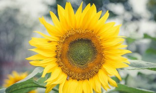 追逐梦想的优美句子 追逐梦想的优美句子有哪些