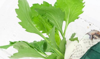 翠菊栽培方法 如何栽翠菊