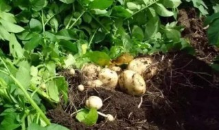 土豆的扦插步骤 详细步骤如下