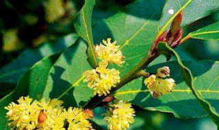 月桂移栽方法 怎么栽月桂