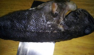 黑鱼怎么做肉细 黑鱼的制作方法