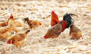 养鸡除湿方法 养鸡的除湿方法介绍