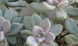 冬美人上盆方法 如何上盆