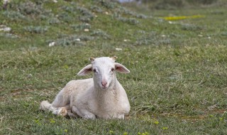 带毛羊皮除味方法 有什么除味的小技巧