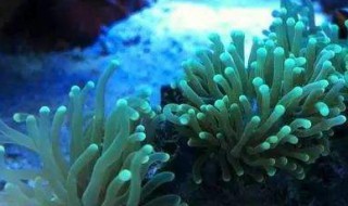 珊瑚珠养殖方法 如何养殖珊瑚珠